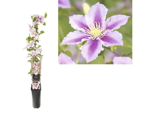 Clematis în ghiveci cu suport de cățărare și floare