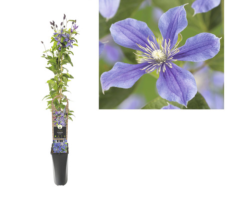 Clematis în ghiveci, plantă cățărătoare cu flori