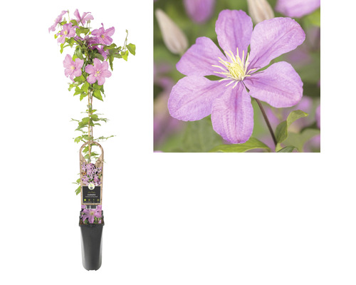 Plantă de clematis în ghiveci cu suport și flori lila