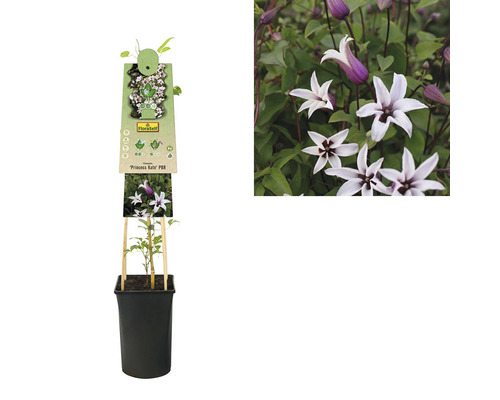 Clematis ''Princess Kate'' în ghiveci cu suport de cățărare