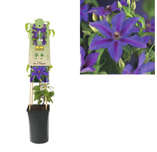 Clematis Mrs. N. Thompson plantă în ghiveci cu suport de cățărare