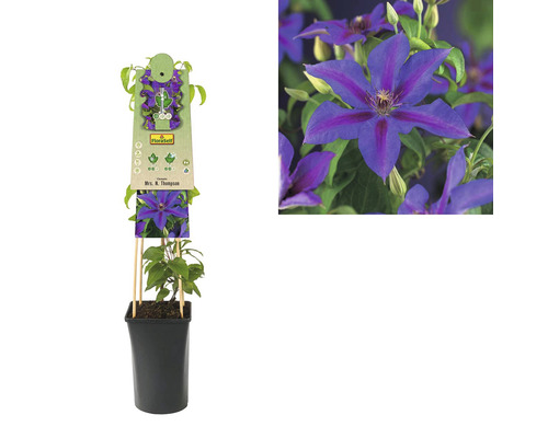 Clematis Mrs. N. Thompson plantă în ghiveci cu suport de cățărare