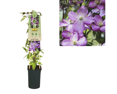 Clematis montana van Gogh în ghiveci