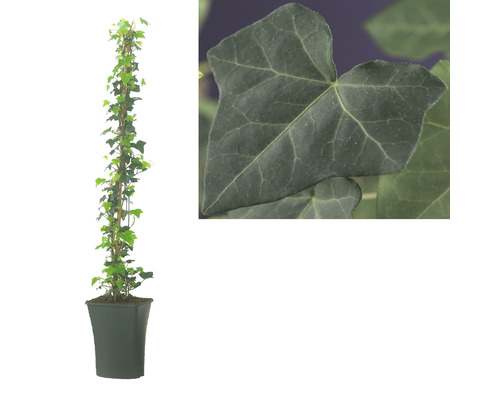Plantă de iederă în ghiveci cu prim-plan al unei frunze