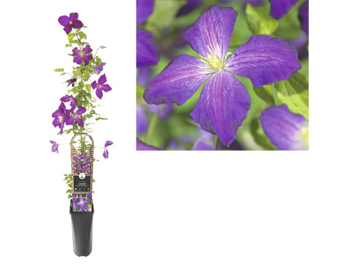 Clematita FloraSelf Clematis-Cultivars 'So Many® Blue Flowers PBR' H 50-70 cm Co 2,3 L-0