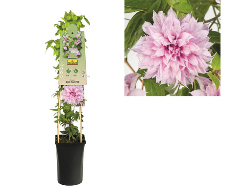 Clematis Multi Pink în ghiveci