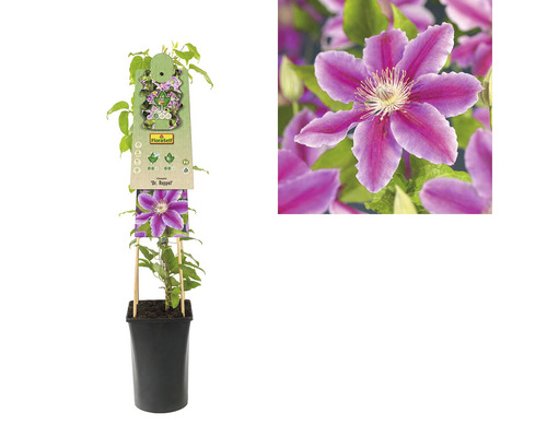 Clematis în ghiveci cu suport de cățărare