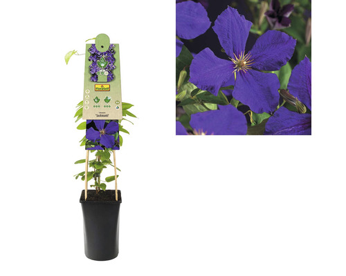 Clematis la ghiveci, varianta Jackmanii, cu suport pentru cățărare