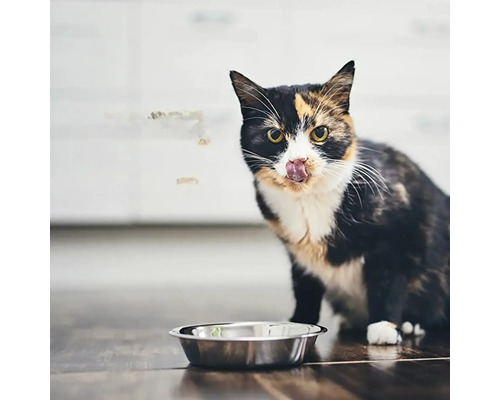 Pisică se linge pe buze în fața unui castron cu mâncare