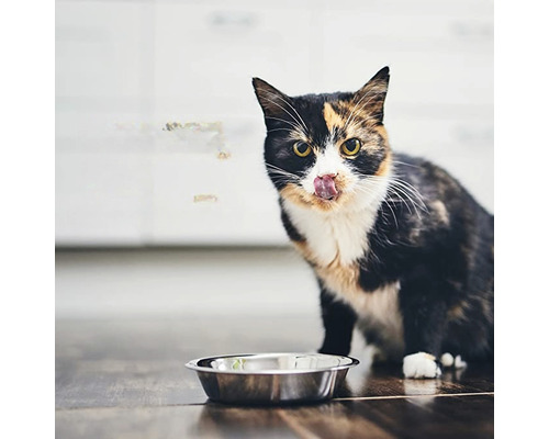 Pisică cu bol pentru mâncare pe podea
