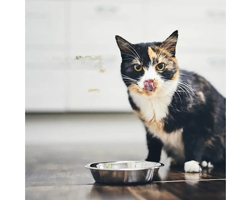 Pisică stând în fața unui castron cu mâncare