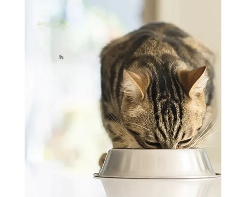 O pisică tigrată mănâncă dintr-un bol.