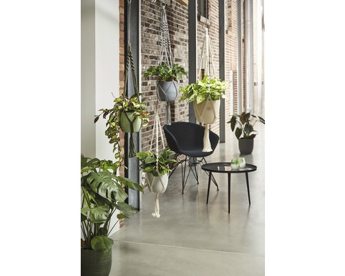 Interior cu ghivece suspendate în suporturi de macrame și diverse plante de interior.