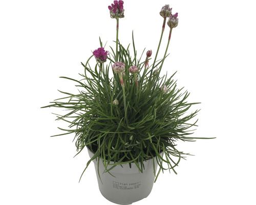 Garofiță de câmp în ghiveci