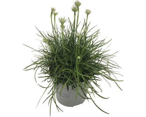 Garofiță de mare în ghiveci