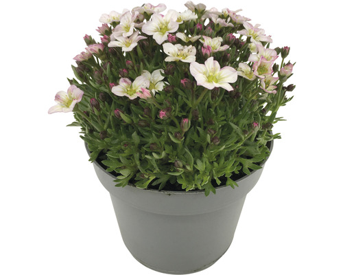 Plantă Saxifraga înflorită în ghiveci