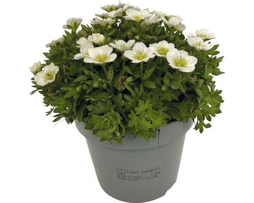 Floare pernuță Saxifraga într-un ghiveci