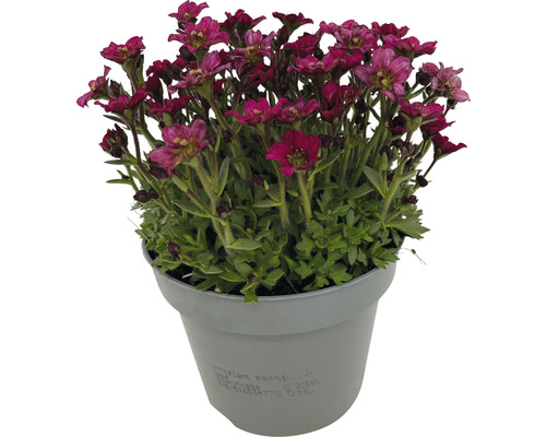 Floare de pernă Saxifraga în ghiveci