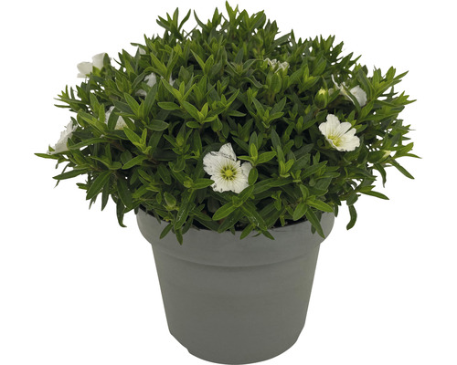 Aubrieta cu flori albe în ghiveci