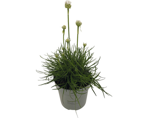 Garofiță de mare în ghiveci