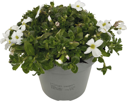 Aubrieta în ghiveci cu flori albe