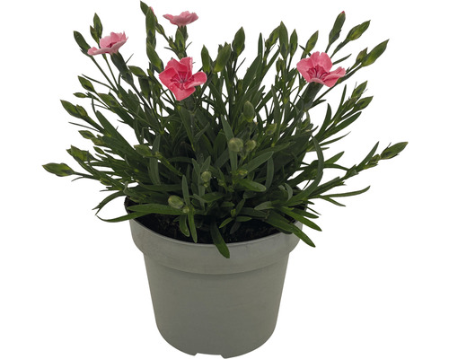 Garofiță în ghiveci cu flori roz