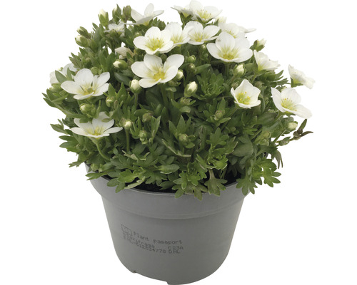 Cusături de flori în ghiveci cu flori albe