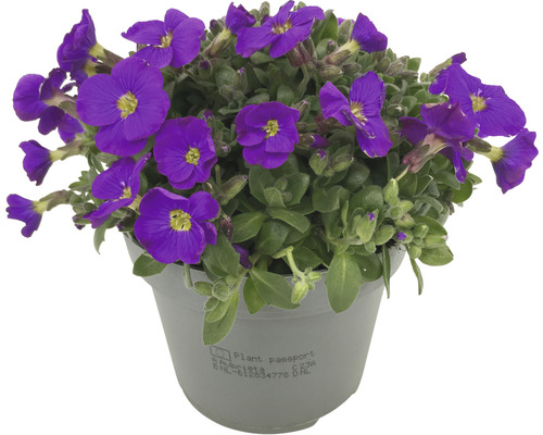 Aubrieta în ghiveci cu flori violet