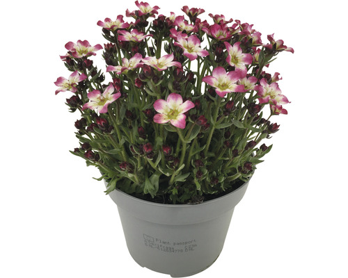 Saxifragă cu flori în ghiveci