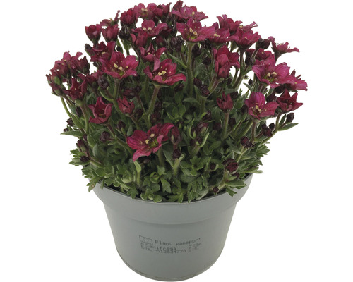 Saxifragă înflorită într-un ghiveci