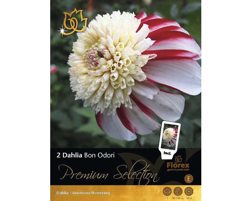 Bulbi de flori Premium Selection Dalie 'Bon Odori' 2 buc.