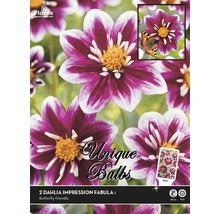 Pachet cu doi bulbi de dalie Impression Fabula I