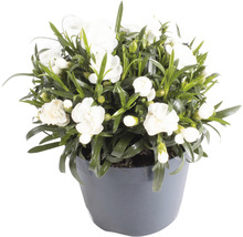 Garofițe FloraSelf Dianthus caryophyllus 'Bianca' H 10-15 cm ghiveci Ø 15 cm