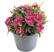 Garofițe FloraSelf Dianthus caryophyllus 'Nina' H 10-15 cm ghiveci Ø 15 cm