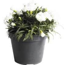 Garofițe FloraSelf Dianthus caryophyllus 'Bianca' H 10-15 cm ghiveci Ø 15 cm