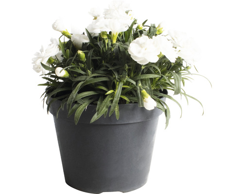 Garofițe FloraSelf Dianthus caryophyllus 'Bianca' H 10-15 cm ghiveci Ø 15 cm Plantă de garoafe albe în ghiveci