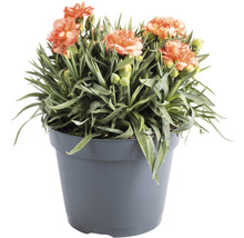 Garofițe Dianthus caryophyllus 'Cody' H 10-15 cm ghiveci Ø 15 cm