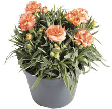 Garofițe Dianthus caryophyllus 'Cody' H 10-15 cm ghiveci Ø 15 cm