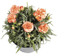 Garofițe Dianthus caryophyllus 'Cody' H 10-15 cm ghiveci Ø 15 cm