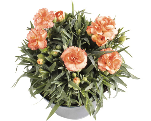 Garofițe Dianthus caryophyllus 'Cody' H 10-15 cm ghiveci Ø 15 cm
