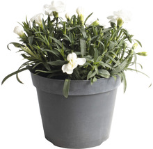 Garofițe FloraSelf Dianthus caryophyllus 'Bianca' H 10-15 cm ghiveci Ø 15 cm
