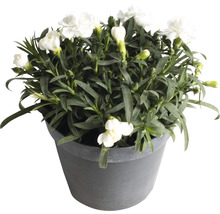 Garofițe FloraSelf Dianthus caryophyllus 'Bianca' H 10-15 cm ghiveci Ø 15 cm