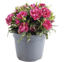 Garofițe FloraSelf Dianthus caryophyllus 'Nina' H 10-15 cm ghiveci Ø 15 cm
