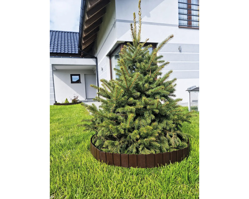 Molid tânăr în grădină cu bordură de gazon