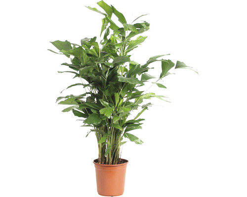 Palmier coadă de pește FloraSelf Caryota mitis H ca. 110 cm ghiveci Ø 24 cm Palmă coadă de pește într-un ghiveci