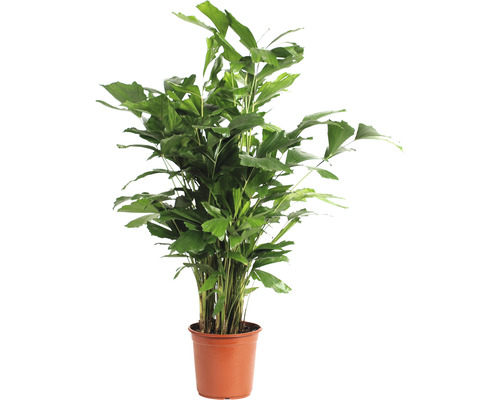 Palmier cu pene în ghiveci