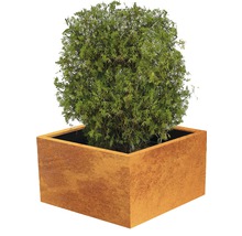 Tuia globuloasă în jardinieră