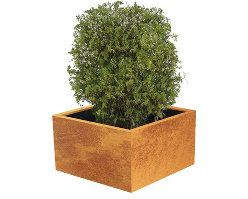 Tuia globuloasă în jardinieră