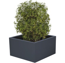 În imagine se vede un arbore de tuia într-o jardinieră rectangulară.