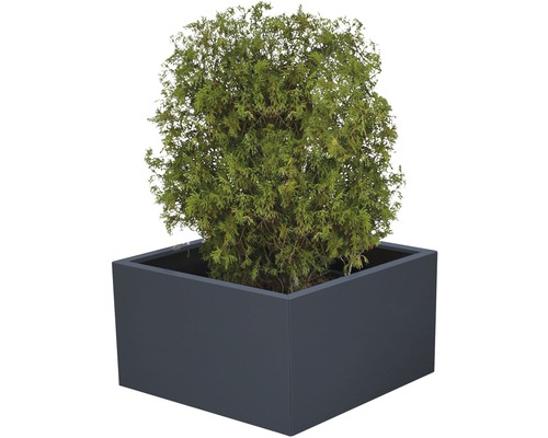 Ghiveci Palatino Clara metal 70x70x50 cm antracit În imagine se vede un arbore de tuia într-o jardinieră rectangulară.